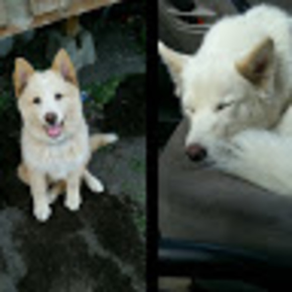 Meet your Posher, Sabrina - Picture 1 of 1